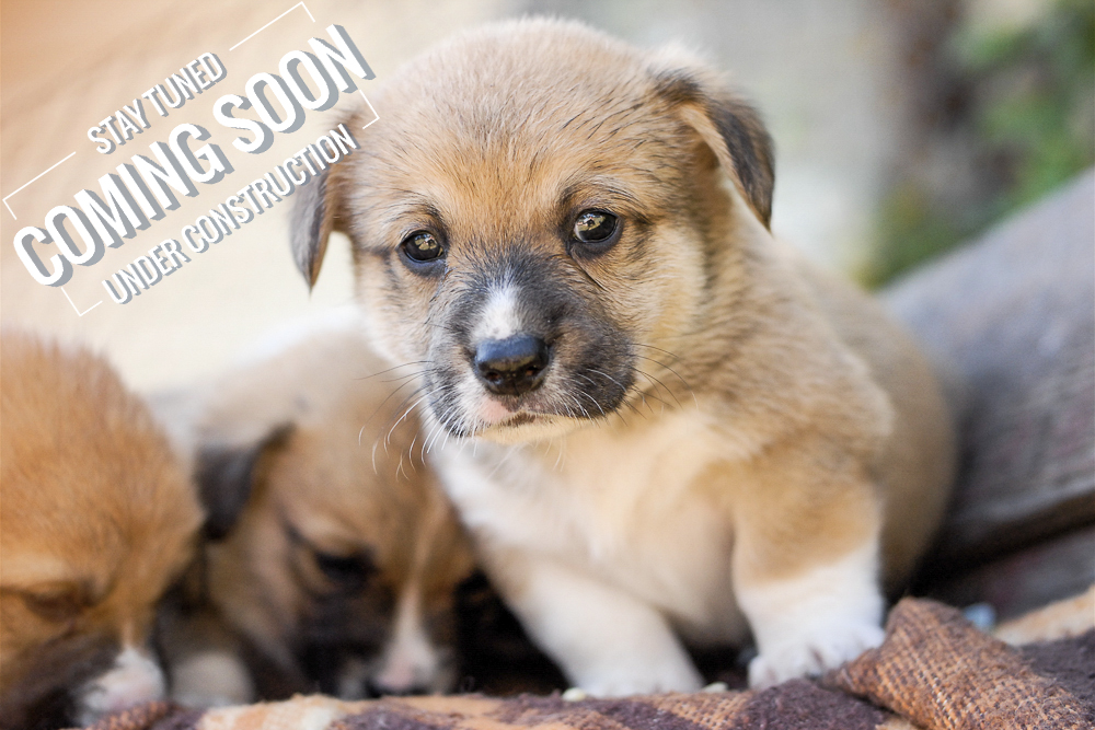 Pet Photography course coming soon