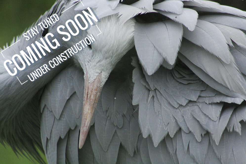 Wildlife & Nature Photography coming soon